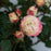 Rose, Enchanted Meadow™ Rose