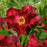 Peony, Scarlet Heaven Itoh Peony