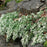 Aster, Snow Flurry White Heath Aster