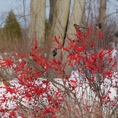 Holly, Berry Poppins® Winterberry