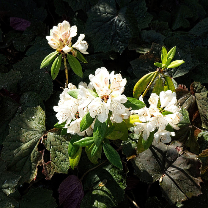 Rhododendron, Chionoides Rhododendron