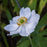 Anemone, Honorine Jobert Anemone