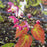 Bishop's Hat, Galadriel Red Barrenwort
