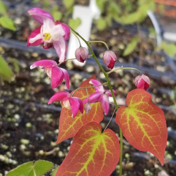 Bishop's Hat, Galadriel Red Barrenwort