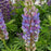 Lupine, Lupini Blue Shades Lupine