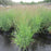 Grass, Purple Tears Switch Grass