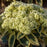 Sedum, Frosted Fire Stonecrop