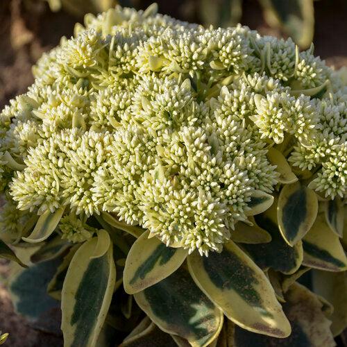 Sedum, Frosted Fire Stonecrop