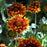 Blanket Flower, Spintop™ Copper Sun Blanket Flower