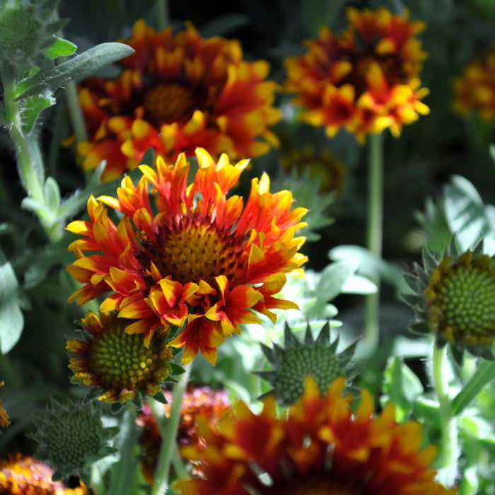 Blanket Flower, Spintop™ Copper Sun Blanket Flower