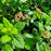 Spirea, Bloomin' Easy® Poprocks® Petite Spirea