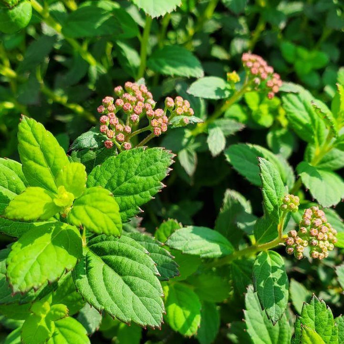 Spirea, Bloomin' Easy® Poprocks® Petite Spirea