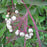 Dogwood, Gray Dogwood