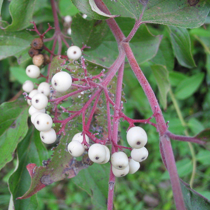 Dogwood, Gray Dogwood
