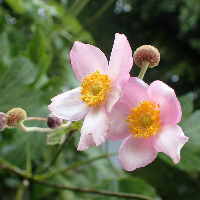 Anemone, Robustissima Grape Leaf Anemone
