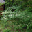 Dogwood, Pagoda Dogwood