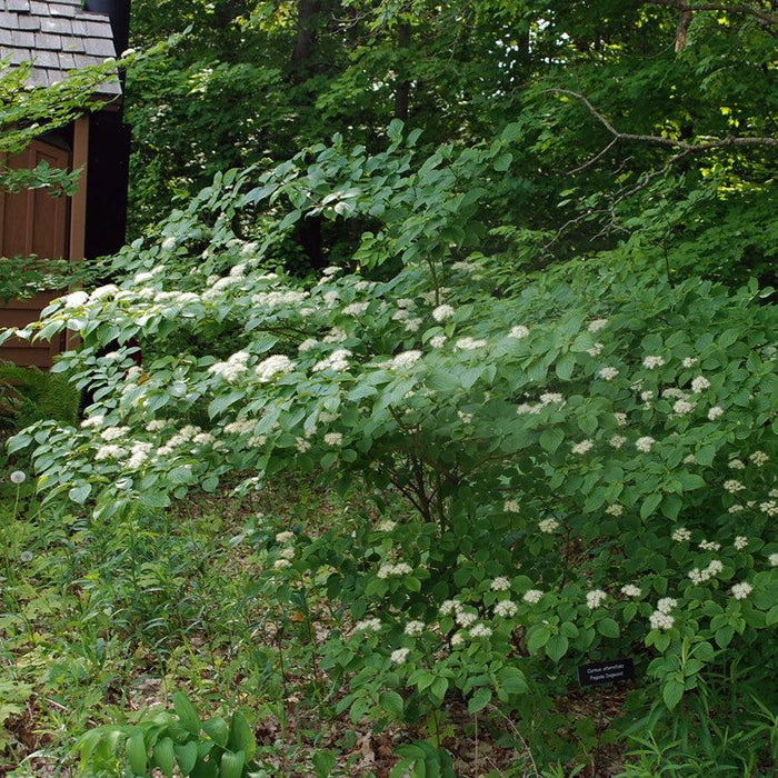 Dogwood, Pagoda Dogwood