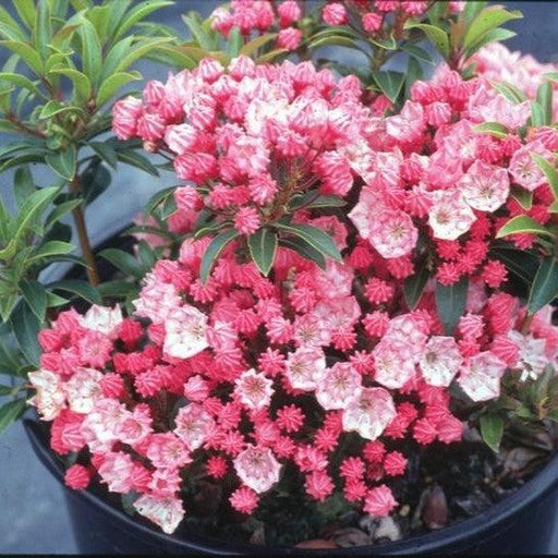 Mountain Laurel, Tiddlywinks Mountain Laurel