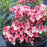 Mountain Laurel, Tiddlywinks Mountain Laurel