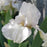 Iris, Renown Bearded Iris