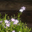 Phlox, Emerald Blue Creeping Phlox