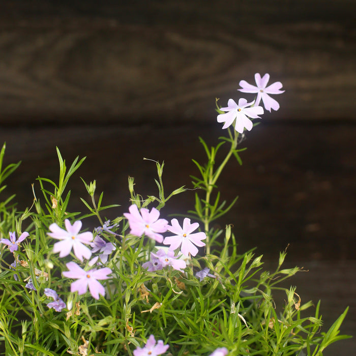 Phlox, Emerald Blue Creeping Phlox