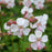 Cranesbill, Biokovo Cranesbill