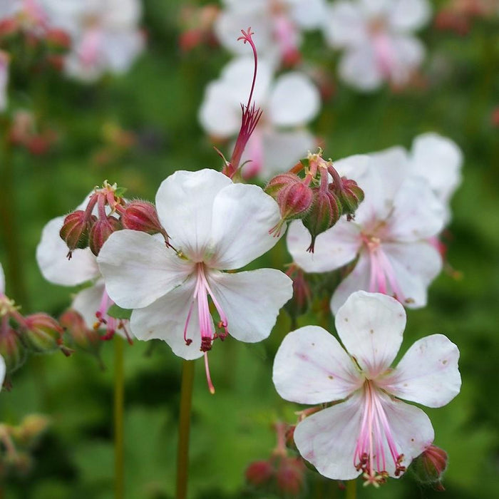 Cranesbill, Biokovo Cranesbill