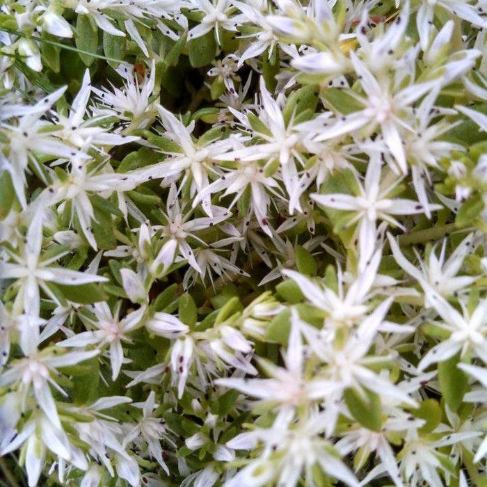 Sedum, Larinem Park Three-Leaved Stonecrop