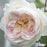 Rose, Bloomables® Bolero™ Rose