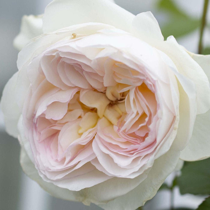 Rose, Bloomables® Bolero™ Rose