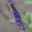Salvia, Blue Bouquetta Meadow Sage