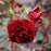Rose, Navy Lady Rose
