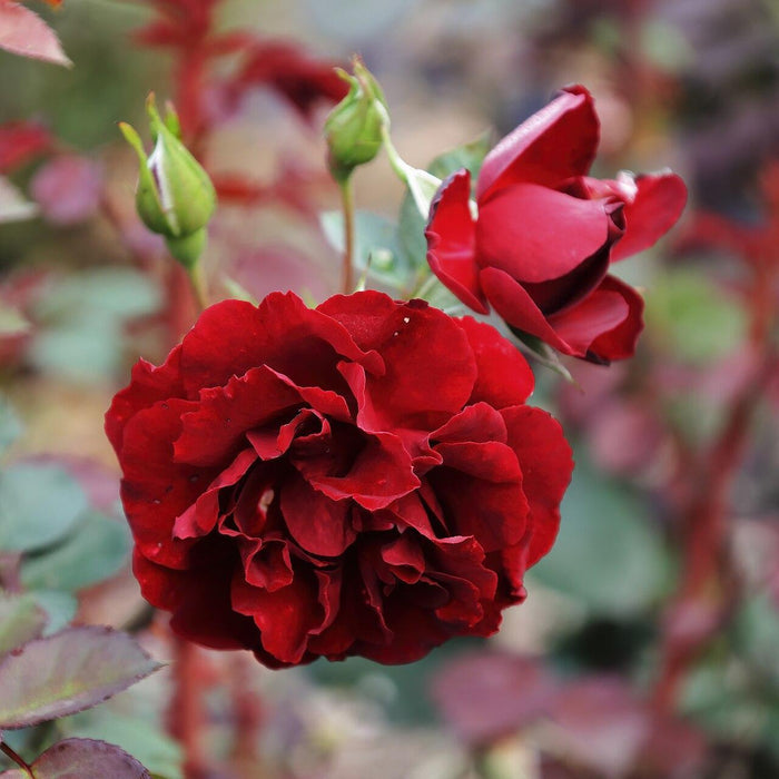 Rose, Navy Lady Rose