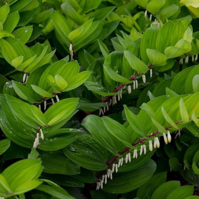 Polygonatum odoratum 'Ruby Slippers'  - Ruby Slippers Solomon's Seal