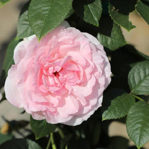 Rose, True Bloom™ True Devotion Rose