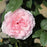Rose, True Bloom™ True Devotion Rose