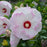 Hibiscus, Summerific® Ballet Slippers Hibiscus