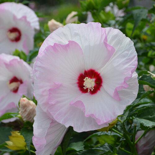 Hibiscus, Summerific® Ballet Slippers Hibiscus
