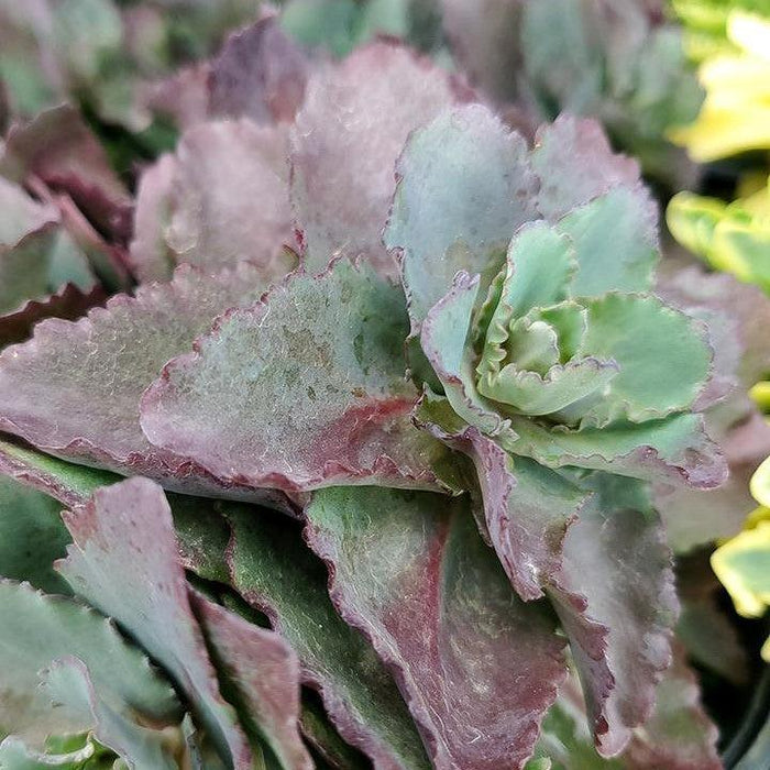 Sedum, Night Light Stonecrop