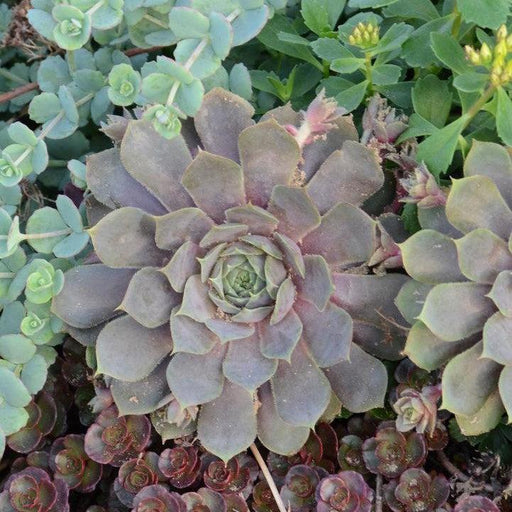 Sempervivum, Pacific Blue Ice Hens and Chicks