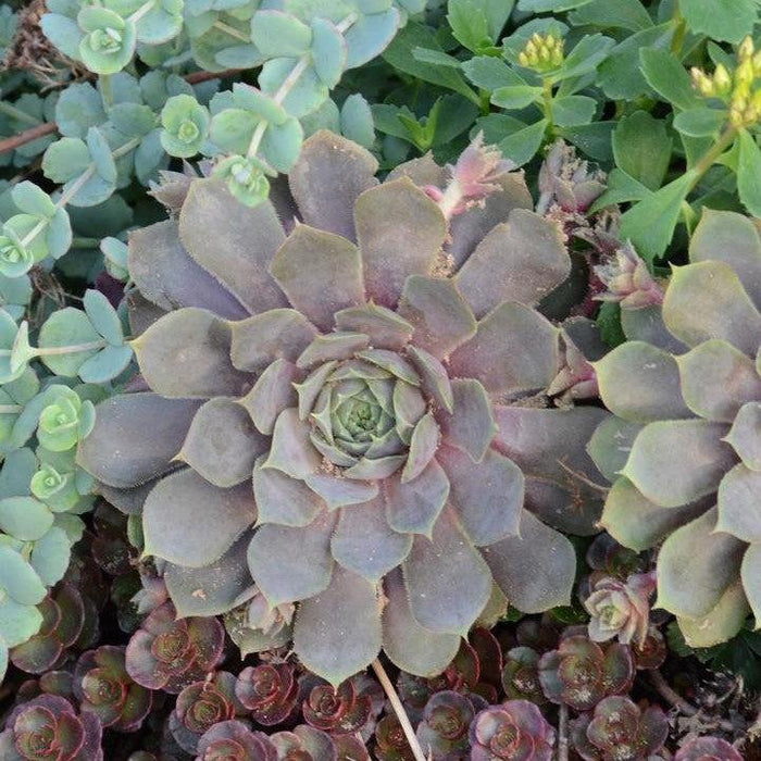 Sempervivum, Pacific Blue Ice Hens and Chicks