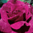 Rose, Intrigue Floribunda Rose