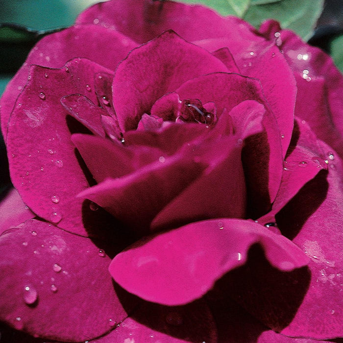 Rose, Intrigue Floribunda Rose