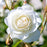 Rose, Iceberg Rose