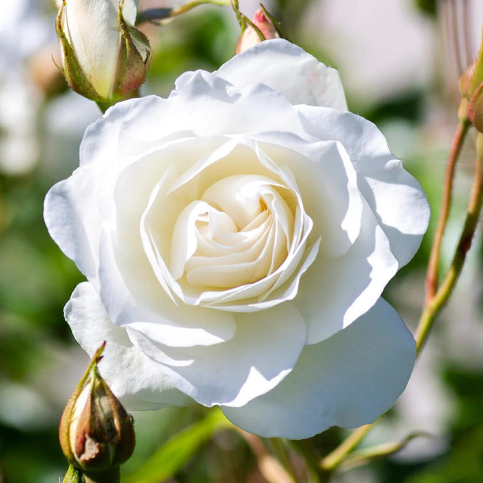 Rose, Iceberg Rose