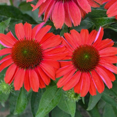 Coneflower, Color Coded® Frankly Scarlet Echinacea