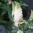 Butterfly Bush, Pugster White® Butterfly Bush