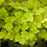 Coral Bells, Lime Marmalade Heuchera