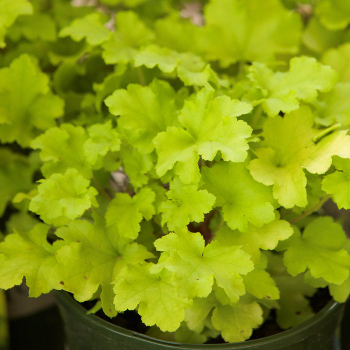 Coral Bells, Lime Marmalade Heuchera